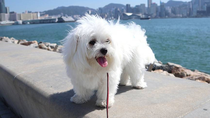 潔白小天使-摩天使犬性格-飼養建議-健康問題檢查清單